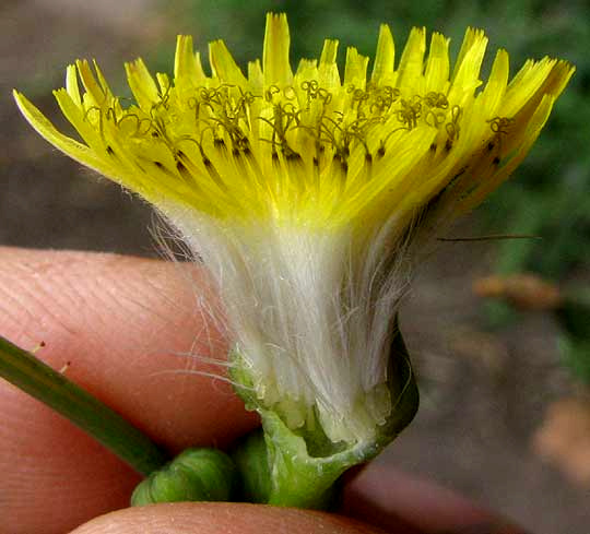  Prickly Sow Thistle, SONCHUS ASPER, longitudinal section of flowering head