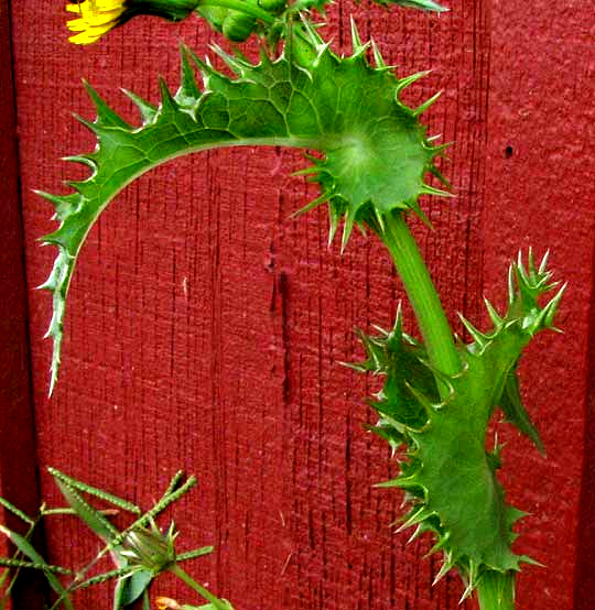  Prickly Sow Thistle, SONCHUS ASPER, auricles at leaf bases