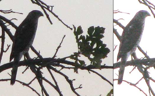 Sharp-shinned Hawk Accipiter striatus