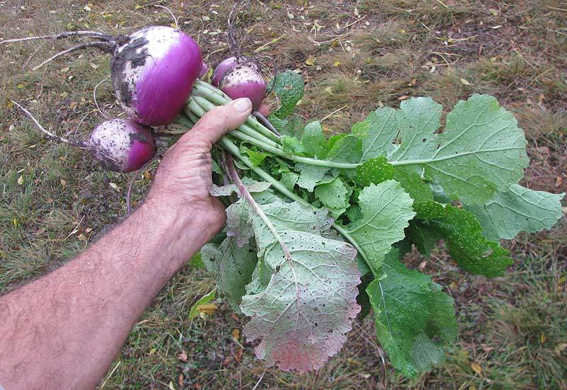Turnip, BRASSICA RAPA ssp RAPA