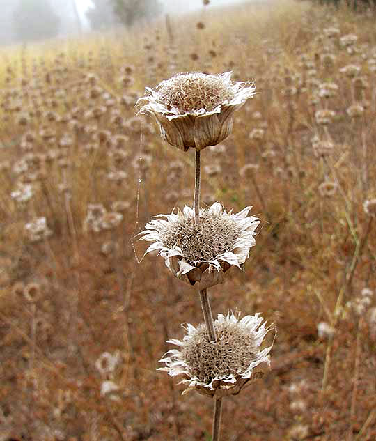 Lemon Beebalm, MONARDA citriodora in winter condition