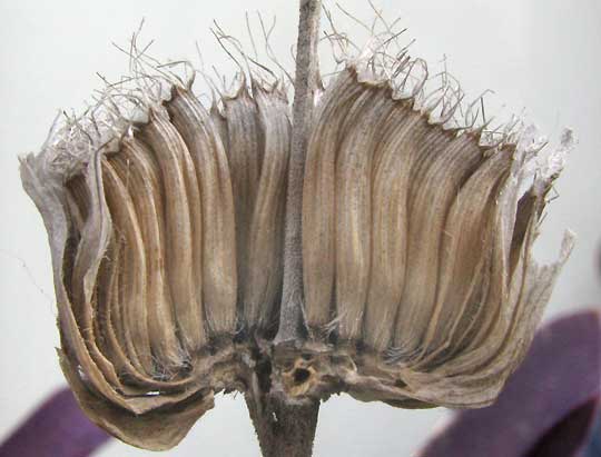 Lemon  Beebalm, MONARDA CITRIODORA, cross section of flowering head in winter condition