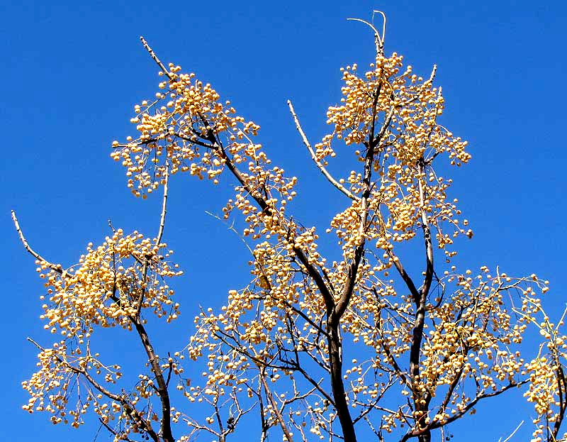 Chinaberry, MELIA AZEDARACH, fruiting