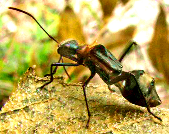 Texas Bow-legged Bug, HYALYMENUS TARSATUS