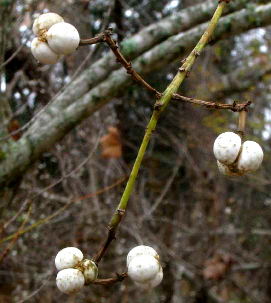 Chinese Tallow Tree, TRIADICA SEBIFERA, seeds