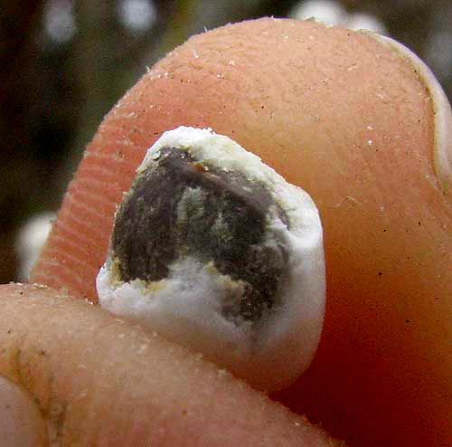 seed with waxy covering on Chinese Tallow Tree, TRIADICA SEBIFERA