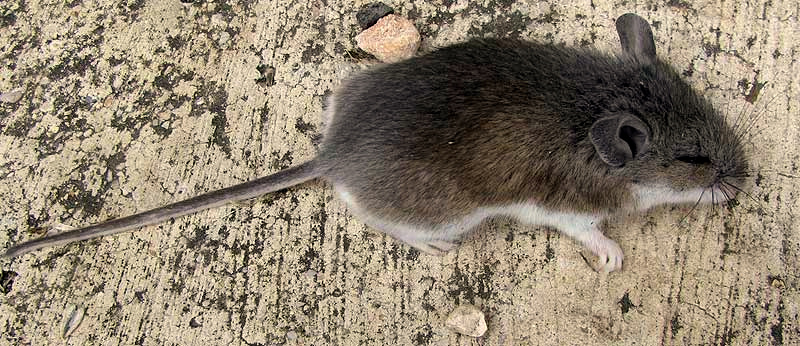 White-footed Mouse, PEROMYSCUS LEUCOPUS