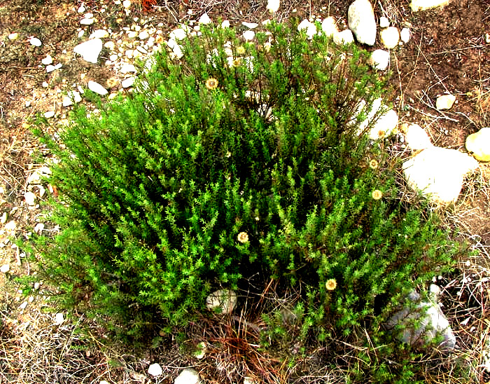 Damianita, CHRYSACTINIA MEXICANA