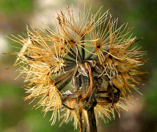 Damianita, CHRYSACTINIA MEXICANA, fruiting head