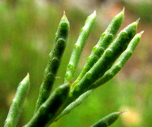 Damianita, CHRYSACTINIA MEXICANA, leaves