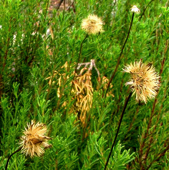 Damianita, CHRYSACTINIA MEXICANA, fruiting heads atop long peduncles