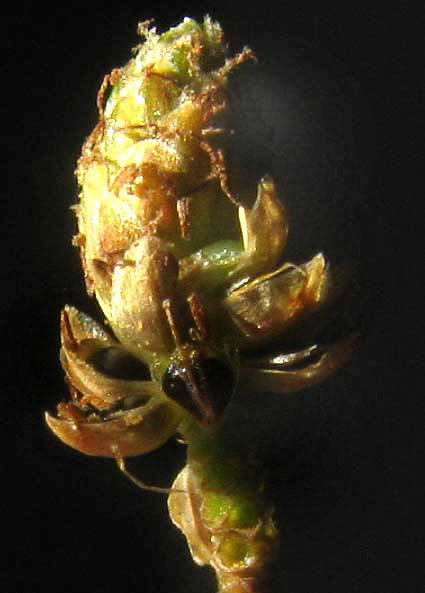 Spikerush, ELEOCHARIS GENICULATA, spikelet close-up