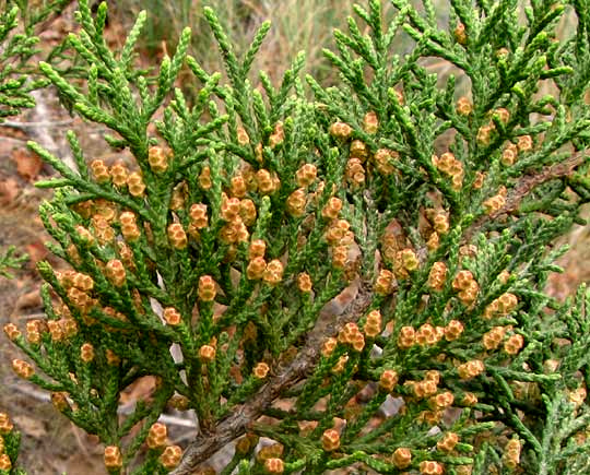 Ashe Juniper, JUNIPERUS ASHEI, male cones