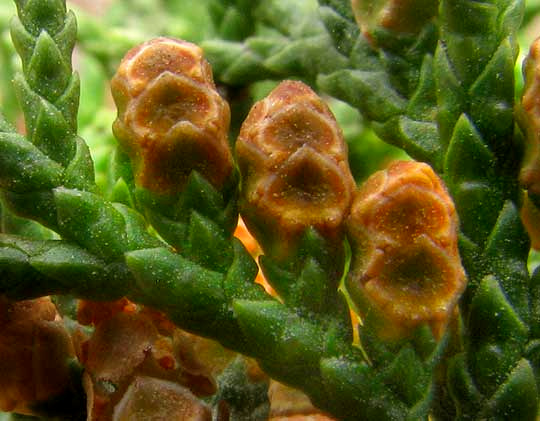 Ashe Juniper, JUNIPERUS ASHEI, close-up of male cones