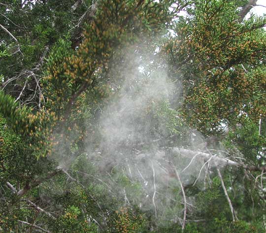 Ashe Juniper, JUNIPERUS ASHEI, cloud of pollen released from shaken branch