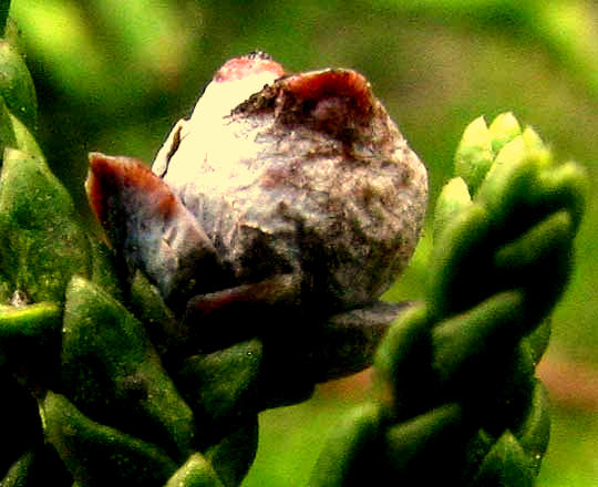 Ashe Juniper, Juniperus ashei, female cone