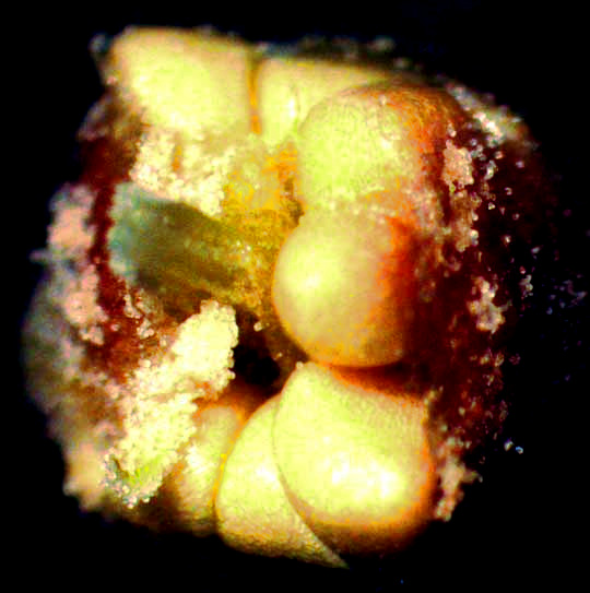 Ashe Juniper, JUNIPERUS ASHEI, pollen sacs inside male cone