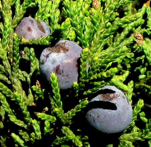 Ashe Juniper, JUNIPERUS ASHEI, mature fruits, or berries