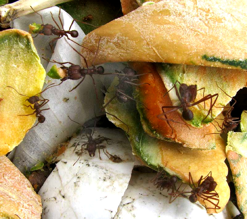 Texas Leafcutting Ant, ATTA TEXANA, gathering discarded rinds of winter squash from compost bin
