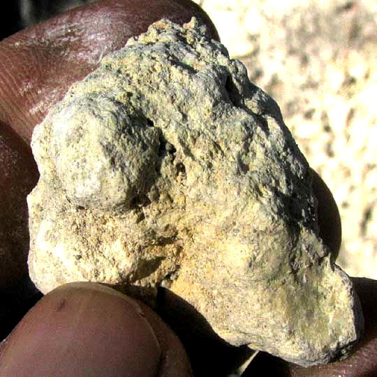 soft rock of the Glen Rose Formation in southwestern Texas