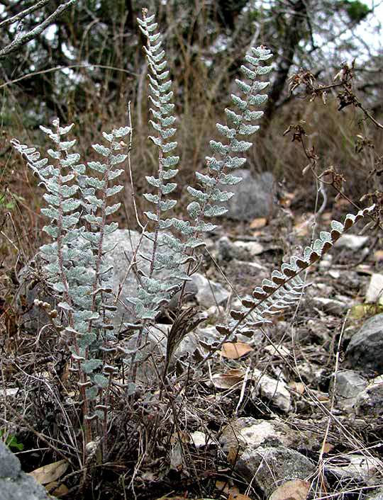 Eaton's Lip Fern, HEMIONITIS EATONII