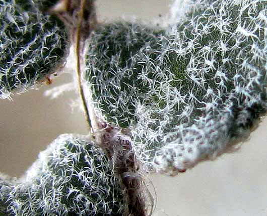 Eaton's Lip Fern, HEMIONITIS EATONII, fringed scales atop pinnae