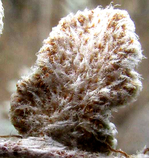 Eaton's Lip Fern, HEMIONITIS EATONII, scales on pinna undersurface