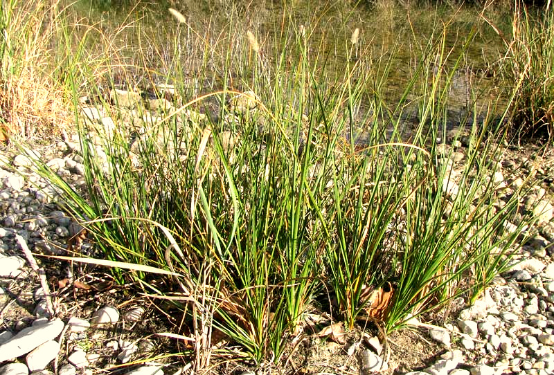 Marsh Bristlegrass, SETARIA PARVIFLORA