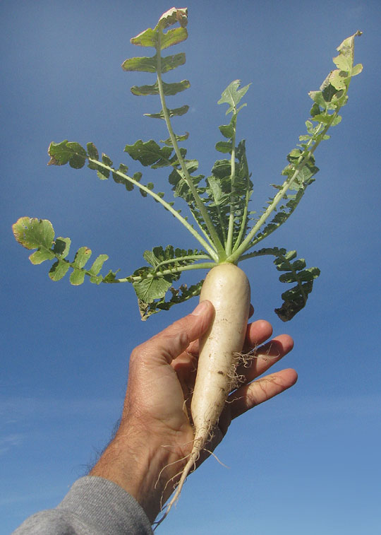 Japanese Radish, Raphanus sativus var. longipinnatus