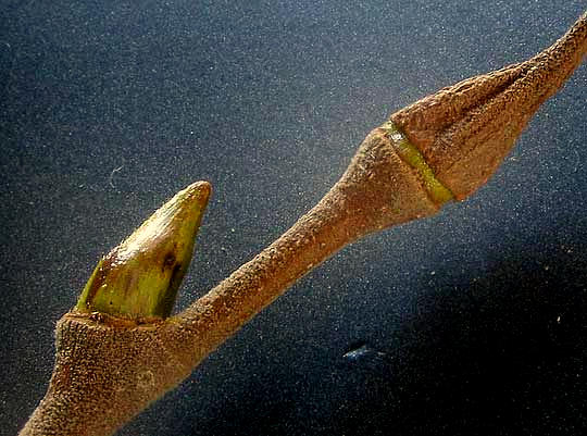 American Sycamore, PLATANUS OCCIDENTALIS, lateral bud and leaf petiole surrounding terminal bud
