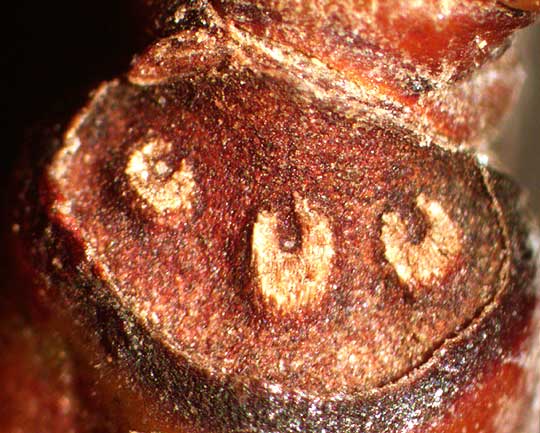 Sweetgum leaf scar showing bundle scars, Liquidambar styraciflua