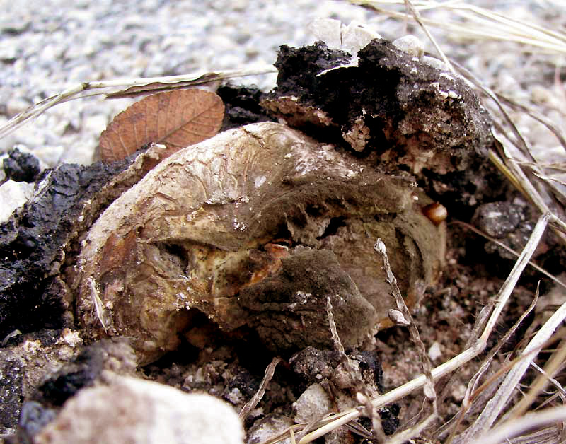 Potato Earthball, SCLERODERMA BOVISTA