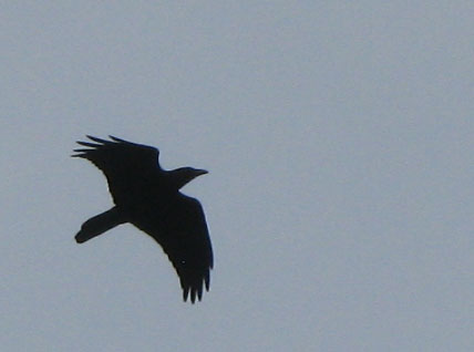 raven silhouette