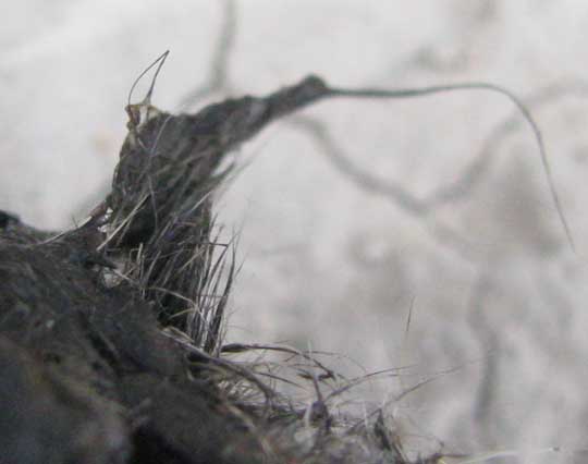 hair in Bobcat scat