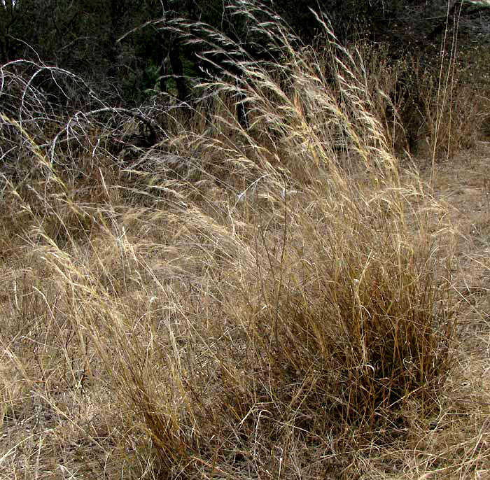 Prairie Three-awn Grass, ARISTIDA OLIGANTHA
