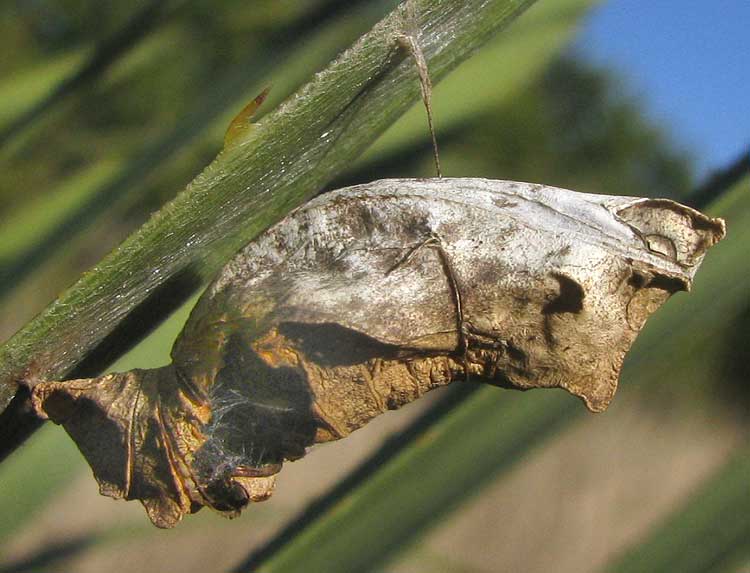 Chrysalis of Pipevine Swallowtail, BATTUS PHILENOR