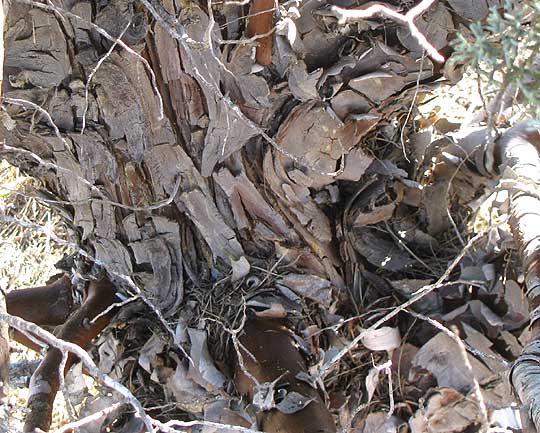 Arizona Blue Cypress, CUPRESSUS ARIZONICA 'Blue Pyramid', scaly trunk