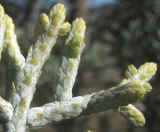 Arizona Blue Cypress, CUPRESSUS ARIZONICA 'Blue Pyramid', close-up of stems and leaves