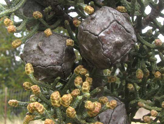 Arizona Blue Cypress, CUPRESSUS ARIZONICA 'Blue Pyramid', mature cones and male cones