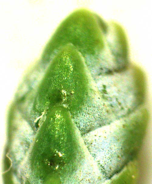 Arizona Blue Cypress, CUPRESSUS ARIZONICA 'Blue Pyramid', close-up of pit in back of leaf