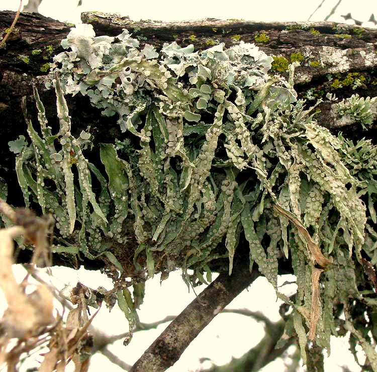 Cartilage Lichen, RAMALINA CELASTRI