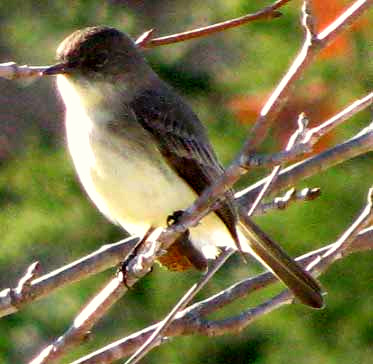 Eastern Phoebe, SAYORNIS PHOEBE