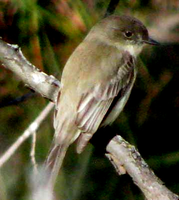 Eastern Phoebe, SAYORNIS PHOEBE, back view