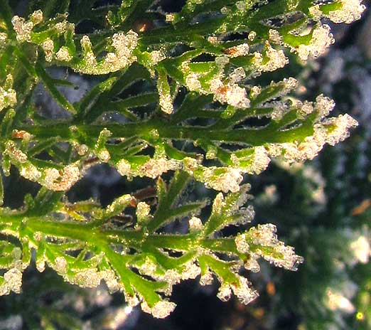 frost on Yarrow leaf