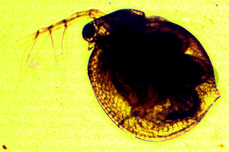 DAPHNIA