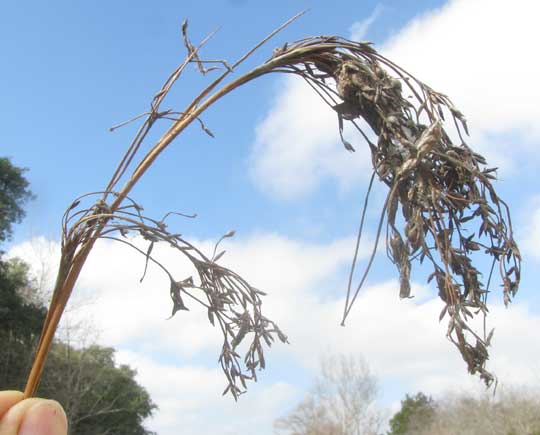 Sawgrass, CLADIUM MARISCUS, dried-up fruiting head