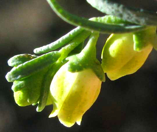 Rue of the Mountains, THAMNOSMA TEXANA, showing lands on leaves, stems and corolla