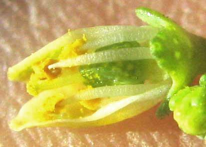 Rue of the Mountains, THAMNOSMA TEXANA, longitudinal section of flower