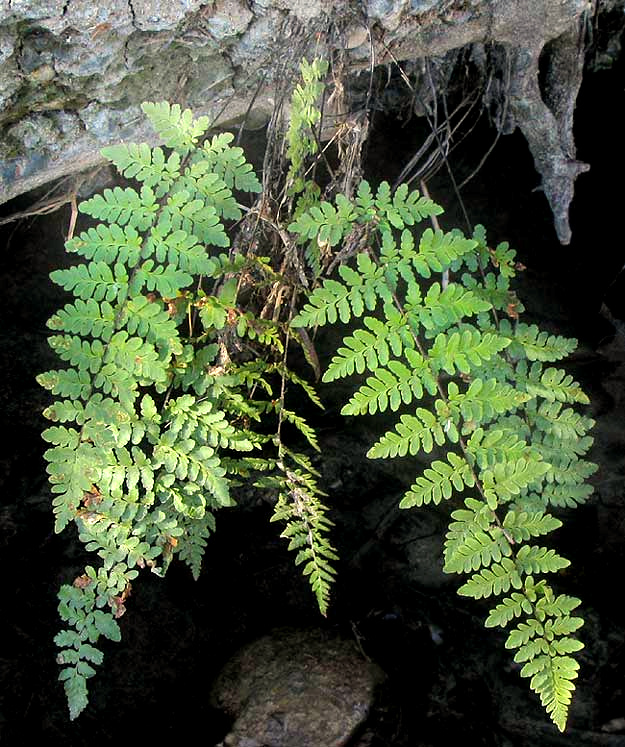 Alabama Lipfern, CHEILANTHES ALABAMENSIS