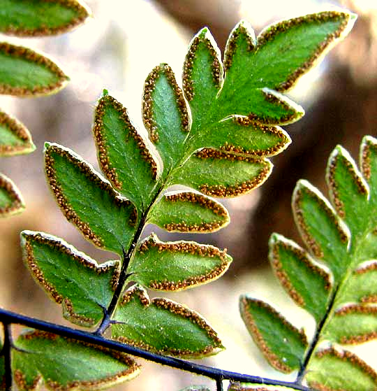 Alabama Lipfern, CHEILANTHES ALABAMENSIS, sporangia on undersides of pinnae